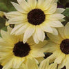 50 VANILLA ICE SUNFLOWER Two Tone Light Yellow Helianthus Annuus Flower Seeds