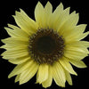 50 VANILLA ICE SUNFLOWER Two Tone Light Yellow Helianthus Annuus Flower Seeds