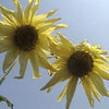 50 VANILLA ICE SUNFLOWER Two Tone Light Yellow Helianthus Annuus Flower Seeds