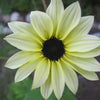 50 VANILLA ICE SUNFLOWER Two Tone Light Yellow Helianthus Annuus Flower Seeds