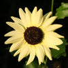 50 VANILLA ICE SUNFLOWER Two Tone Light Yellow Helianthus Annuus Flower Seeds