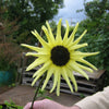 50 VANILLA ICE SUNFLOWER Two Tone Light Yellow Helianthus Annuus Flower Seeds