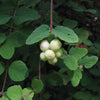 10 Dwarf CREEPING SNOWBERRY Shrub White Pink Flower Symphoricarpos Mollis Seeds