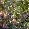 30 WESTERN SNOWBERRY Shrub White Pink Flower Symphoricarpos Occidentalis Seeds
