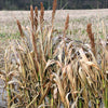 100 DALE SORGHUM Bicolor Syrup Flour Grain Vegetable Seeds