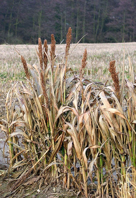 100 DALE SORGHUM Bicolor Syrup Flour Grain Vegetable Seeds