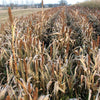 100 DALE SORGHUM Bicolor Syrup Flour Grain Vegetable Seeds