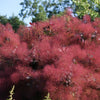 30 PURPLE SMOKE TREE Shrub Smokebush Cotinus Coggygria Rhus Cotinus Sumach Seeds