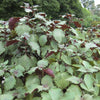 300 PURPLE SHISO aka PERILLA Frutescens Ornamental Herb Seeds Green & Purple