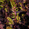 300 PURPLE SHISO aka PERILLA Frutescens Ornamental Herb Seeds Green & Purple