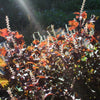 300 PURPLE SHISO aka PERILLA Frutescens Ornamental Herb Seeds Green & Purple