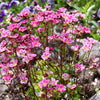 50 ROSE ROBE SAXIFRAGA Arendsii Mossy Rockfoil Evergreen Flower Seeds