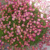 50 ROSE ROBE SAXIFRAGA Arendsii Mossy Rockfoil Evergreen Flower Seeds
