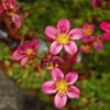 50 ROSE ROBE SAXIFRAGA Arendsii Mossy Rockfoil Evergreen Flower Seeds