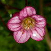 50 ROSE ROBE SAXIFRAGA Arendsii Mossy Rockfoil Evergreen Flower Seeds
