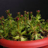 50 ROSE ROBE SAXIFRAGA Arendsii Mossy Rockfoil Evergreen Flower Seeds