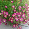 50 PURPLE ROBE SAXIFRAGA Arendsii Moss Rockfoil Evergreen Flower Seeds