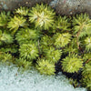 50 PURPLE ROBE SAXIFRAGA Arendsii Moss Rockfoil Evergreen Flower Seeds