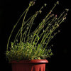 50 PURPLE ROBE SAXIFRAGA Arendsii Moss Rockfoil Evergreen Flower Seeds