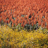 20 Syrup ROX ORANGE SORGHUM Waconia Sugar Cane Bicolor Vegetable Grain Seeds