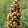 50 TOP 76-6 SORGHUM Bicolor Syrup Flour Grain Vegetable Seeds