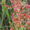 100 SHEEP SORREL Rumex Acetosella Red Field Sorrel Sour Weed Herb Flower Seeds