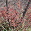 100 SHEEP SORREL Rumex Acetosella Red Field Sorrel Sour Weed Herb Flower Seeds
