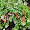 100 SHEEP SORREL Rumex Acetosella Red Field Sorrel Sour Weed Herb Flower Seeds