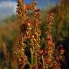 100 SHEEP SORREL Rumex Acetosella Red Field Sorrel Sour Weed Herb Flower Seeds