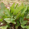 100 SHEEP SORREL Rumex Acetosella Red Field Sorrel Sour Weed Herb Flower Seeds