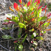 100 SHEEP SORREL Rumex Acetosella Red Field Sorrel Sour Weed Herb Flower Seeds