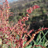 100 SHEEP SORREL Rumex Acetosella Red Field Sorrel Sour Weed Herb Flower Seeds