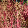 50 Organic RED AZTEC SPINACH Huauzontle Chenopodium Berlandieri Greens Vegetable Seeds