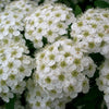50 White CHINESE SPIREA Spiraea Chinensis Flower Bush Shrub Seeds