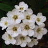 50 White CHINESE SPIREA Spiraea Chinensis Flower Bush Shrub Seeds