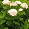 50 White CHINESE SPIREA Spiraea Chinensis Flower Bush Shrub Seeds