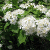 50 White CHINESE SPIREA Spiraea Chinensis Flower Bush Shrub Seeds