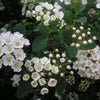 50 White CHINESE SPIREA Spiraea Chinensis Flower Bush Shrub Seeds