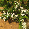 50 White CHINESE SPIREA Spiraea Chinensis Flower Bush Shrub Seeds