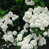 50 White CHINESE SPIREA Spiraea Chinensis Flower Bush Shrub Seeds