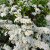 50 White CHINESE SPIREA Spiraea Chinensis Flower Bush Shrub Seeds