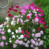 100 WEE Willie Dwarf SWEET WILLIAM Mixed Colors Dianthus Barbatus Flower Seeds