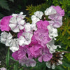 100 WEE Willie Dwarf SWEET WILLIAM Mixed Colors Dianthus Barbatus Flower Seeds