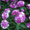 100 WEE Willie Dwarf SWEET WILLIAM Mixed Colors Dianthus Barbatus Flower Seeds