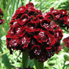 100 WEE Willie Dwarf SWEET WILLIAM Mixed Colors Dianthus Barbatus Flower Seeds