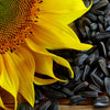 100 BLACK OIL SUNFLOWER Helianthus Annuus Yellow Hummingbird Bird Flower Seeds