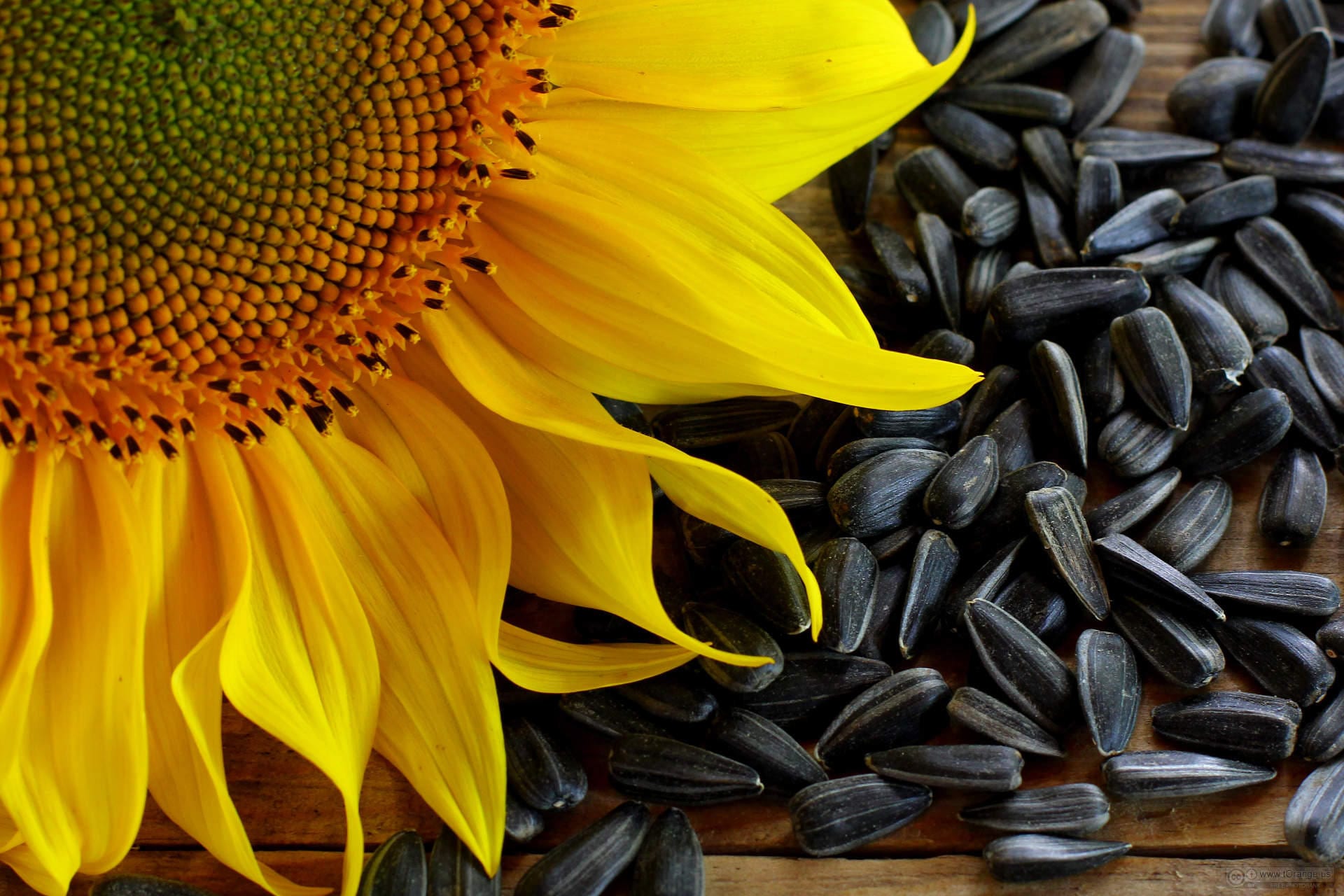 100 BLACK OIL SUNFLOWER Helianthus Annuus Yellow Hummingbird Bird Flower Seeds