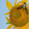 100 BLACK OIL SUNFLOWER Helianthus Annuus Yellow Hummingbird Bird Flower Seeds