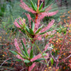 50 TASSELFLOWER Red Pink  Leucopogon Verticillatus Tassel Flower Shrub Seeds