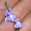 100 BLUE TOADFLAX Linaria Canadensis Antirrhinum Canadian Flower Seeds